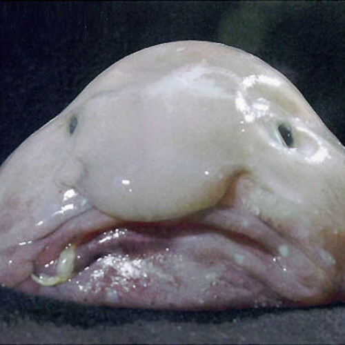 blobfish