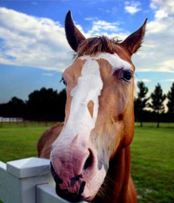Illusion d’optique : un cheval qui a des formes