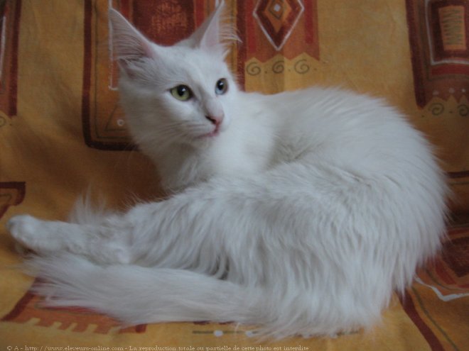 Chat angora turc blanc aux yeux verrons