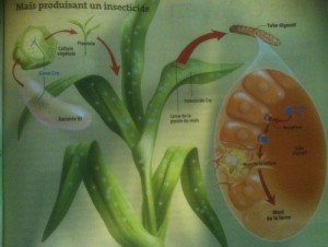 OGM produisant un insecticide