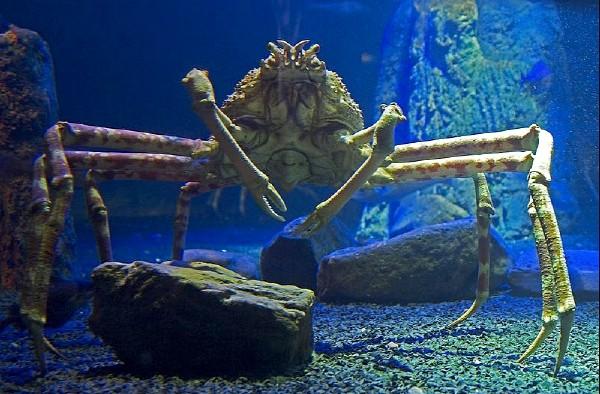 Crabe araignée géant du Japon