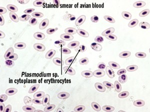 Cellule infectée par le Plasmodium