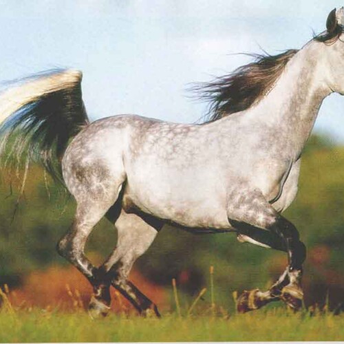 Cheval gris galopant