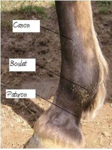 Antérieur d'un cheval