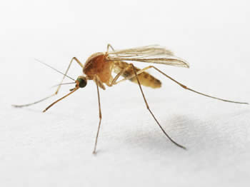 moustique qui permet d'être contaminé