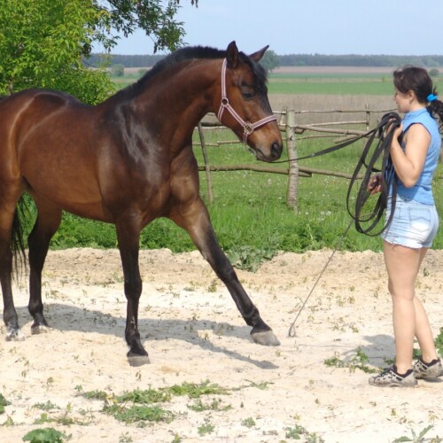 Travail jeune cheval