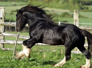 Photographie d'un cheval shire