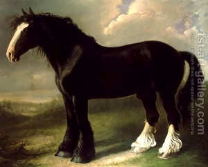 Ancêtre du cheval Shire