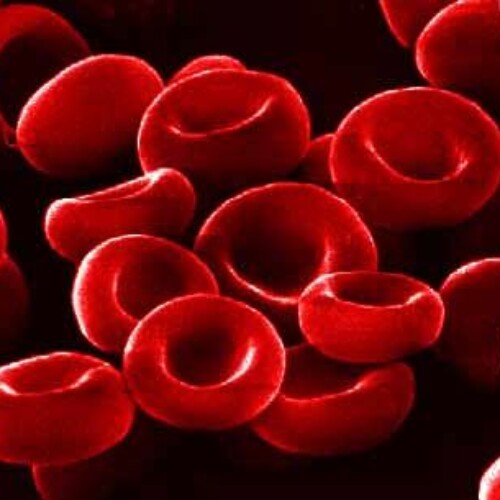 globules rouges du sang