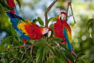 2 scarlet macaws (ara macao) - Limonal/Costa Rica