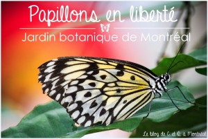 Il s'agit de l'édition de 2014 des Papillons en liberté du Jardin botanique de Montréal, que vous pouvez voir lorsque vous êtes de sortie à Montréal.