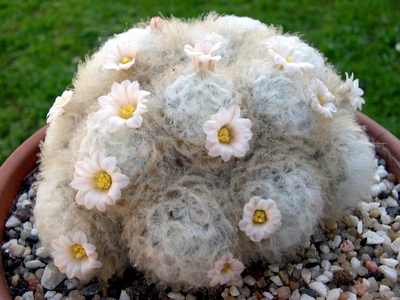 Un cactus Mammillaria