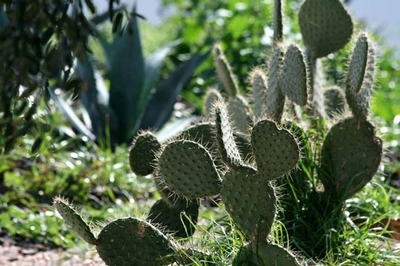 Un cactus Opuntia