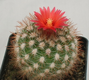 Un cactus Parodia