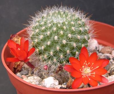 Un cactus Rebutia