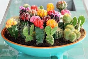 Les cactus
