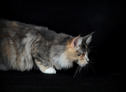 maine coon tabby tortie et blanche