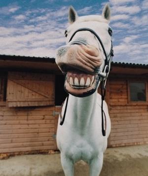 l'hygiène bucco-dentaire chez le cheval