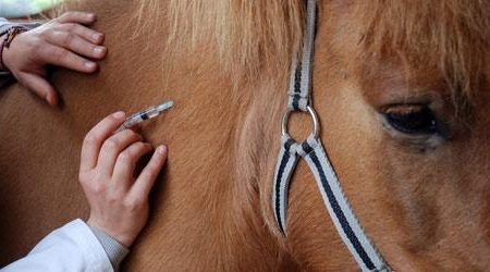 Vacciner son cheval