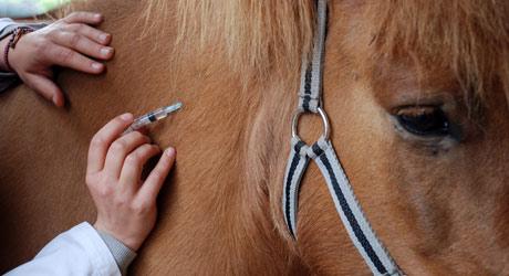 Vacciner son cheval