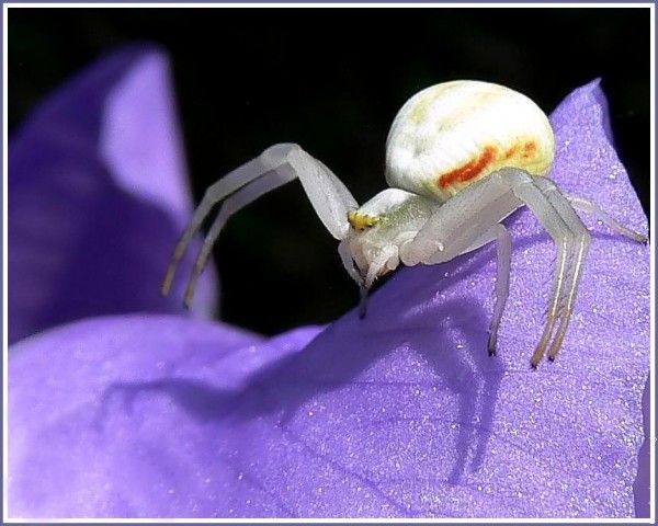 Une araignée crabe blanche sur fleur un iris