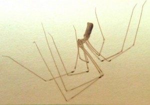 L'araignée de maison