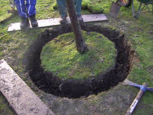 Replanter un arbre dans son jardin en réaménageant sa cour