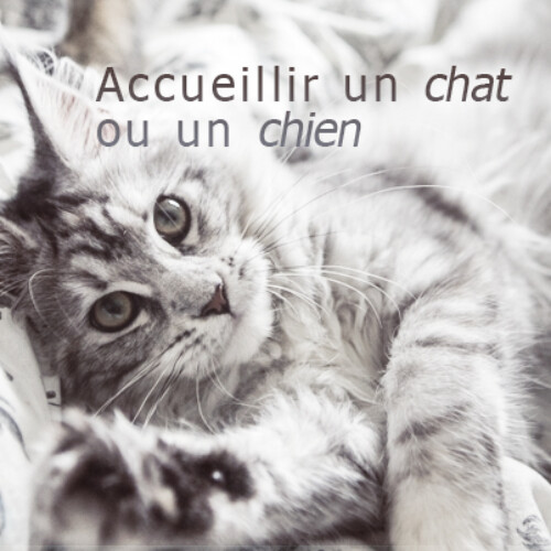 accueillir chat ou chien