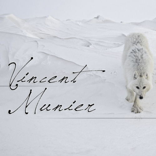 photographie par Vincent Munier