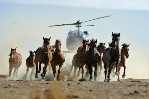 Photos chasse aux mustangs