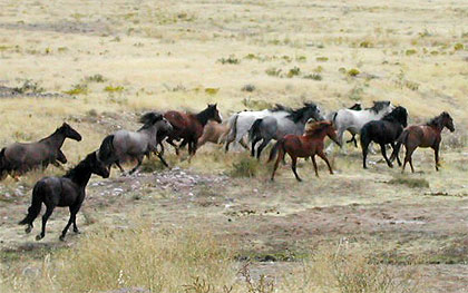 Les Mustangs, toujours plus nombreux dans l’Ouest américain