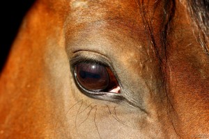 La vue du cheval