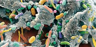 Bactéries et obésité microbiote