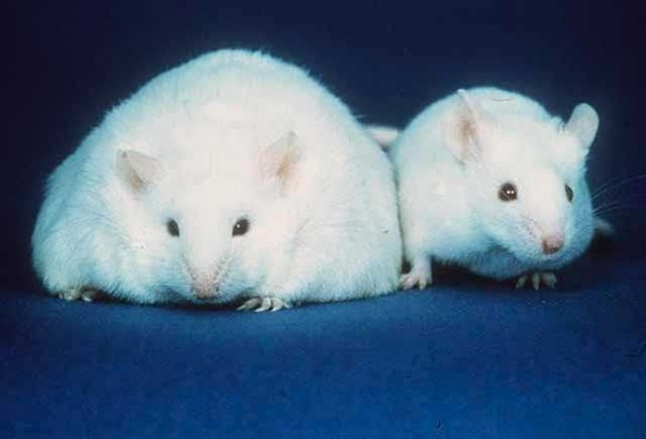 Bactéries et obésité souris