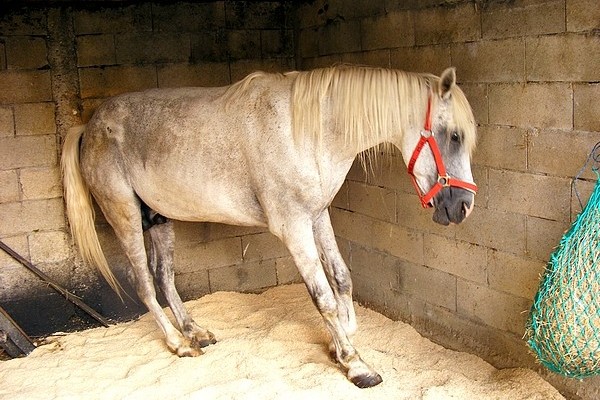 La fourbure du cheval