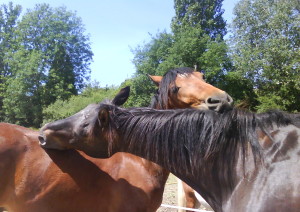 les chevaux se grattent mutuellement