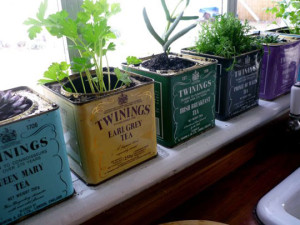 boite à thé recyclées en herbier