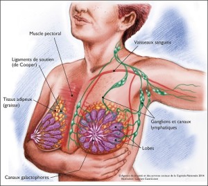 anatomie des seins