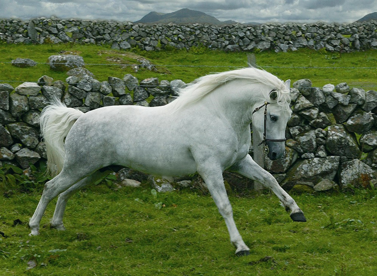 Le poney Connemara