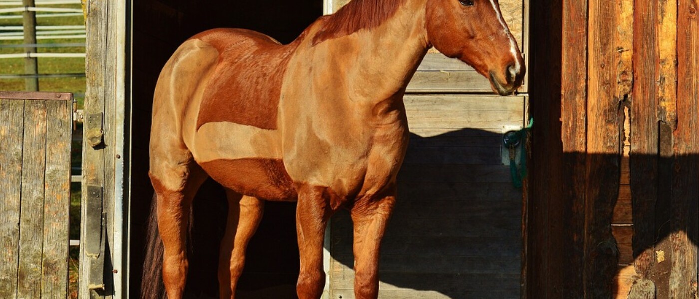 Tonte du cheval
