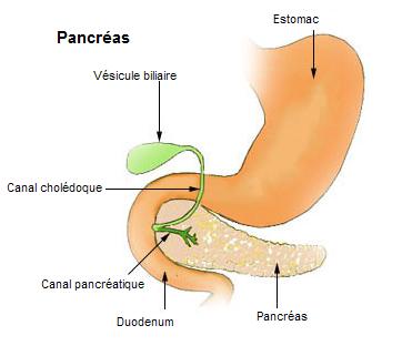 diabète type I pancréas