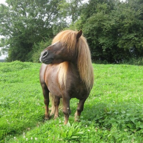 poney shetland
