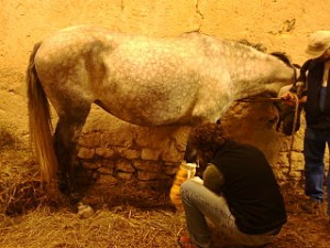 vétérinaire équin métiers du cheval
