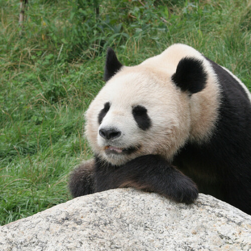 Un panda qui paresse