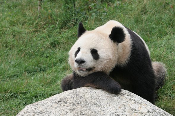 Un panda qui paresse