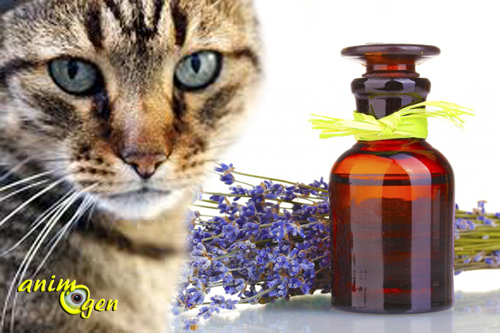La toxicité des huiles essentielles chez les chats