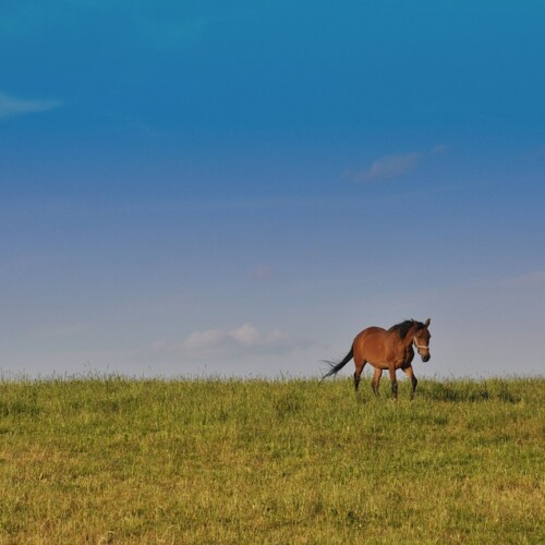 Un chval dans la nature