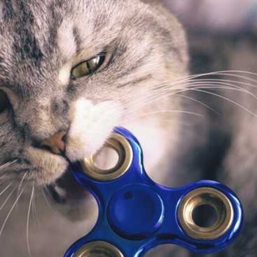 Chat avec un hand spinner