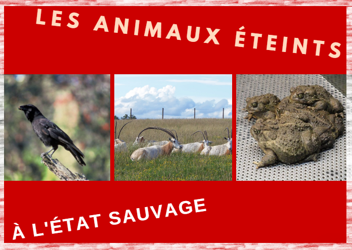 Les animaux éteints à l’état sauvage         