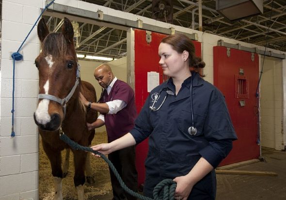 Grippe équine - cheval vétérinaire
